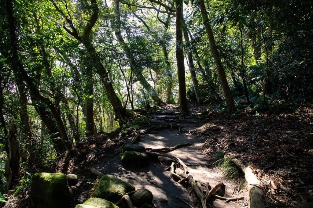 Rooted hiking path on Mt. Nokogiri.