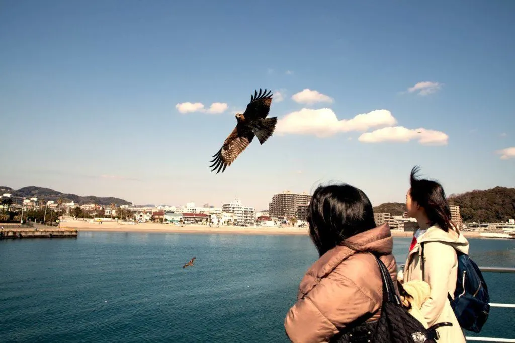 Sea eagles off the stern of the Kanaya Tokyo Bay ferry.