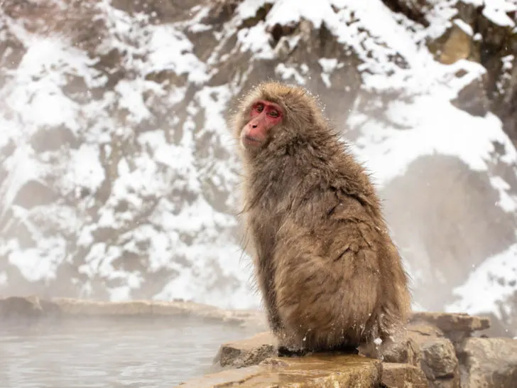 Every season Japan has something special to do, like visiting these snow monkeys in winter.