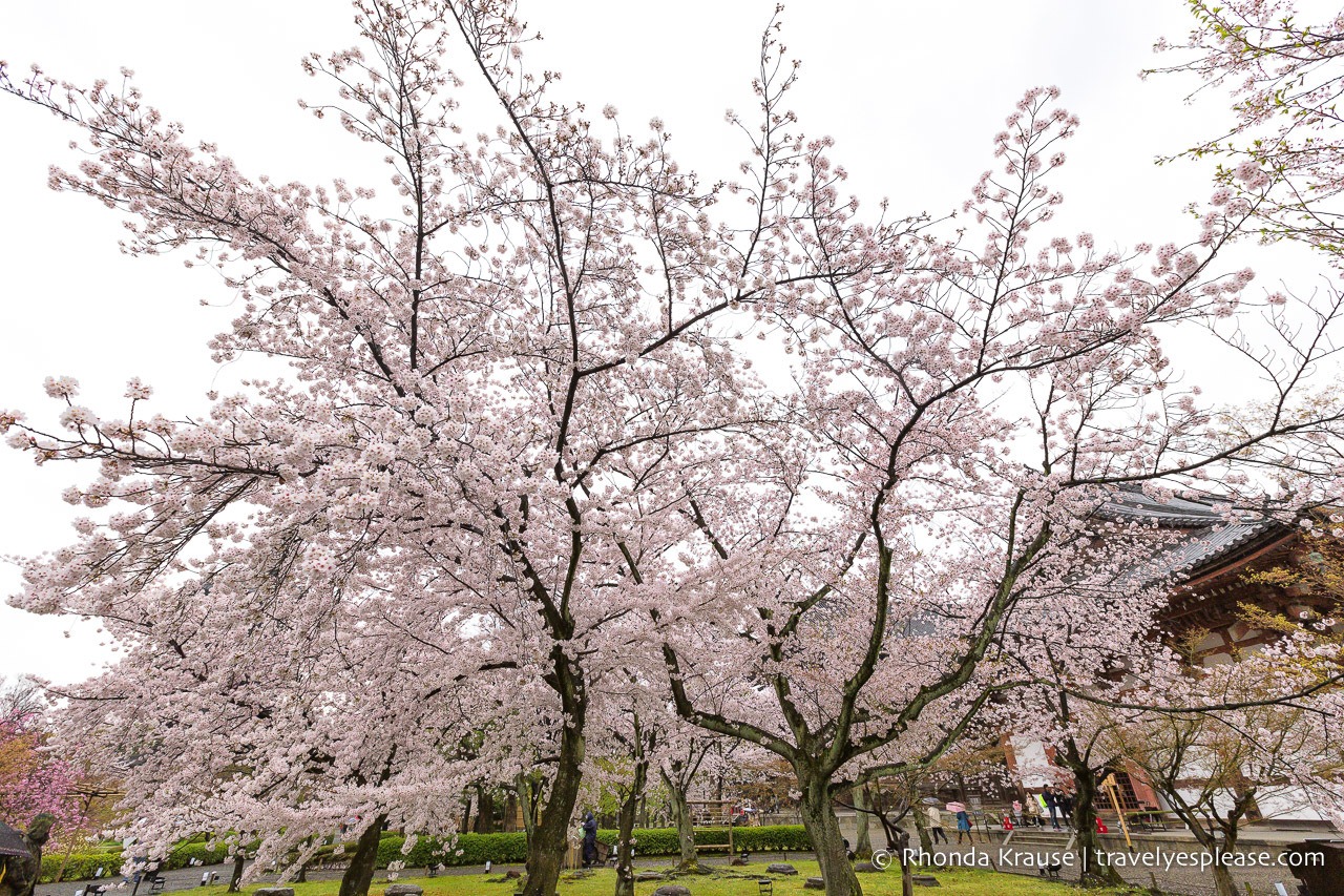 Things to do in Japan in Spring include enjoying the cherry blossoms in Kyoto.