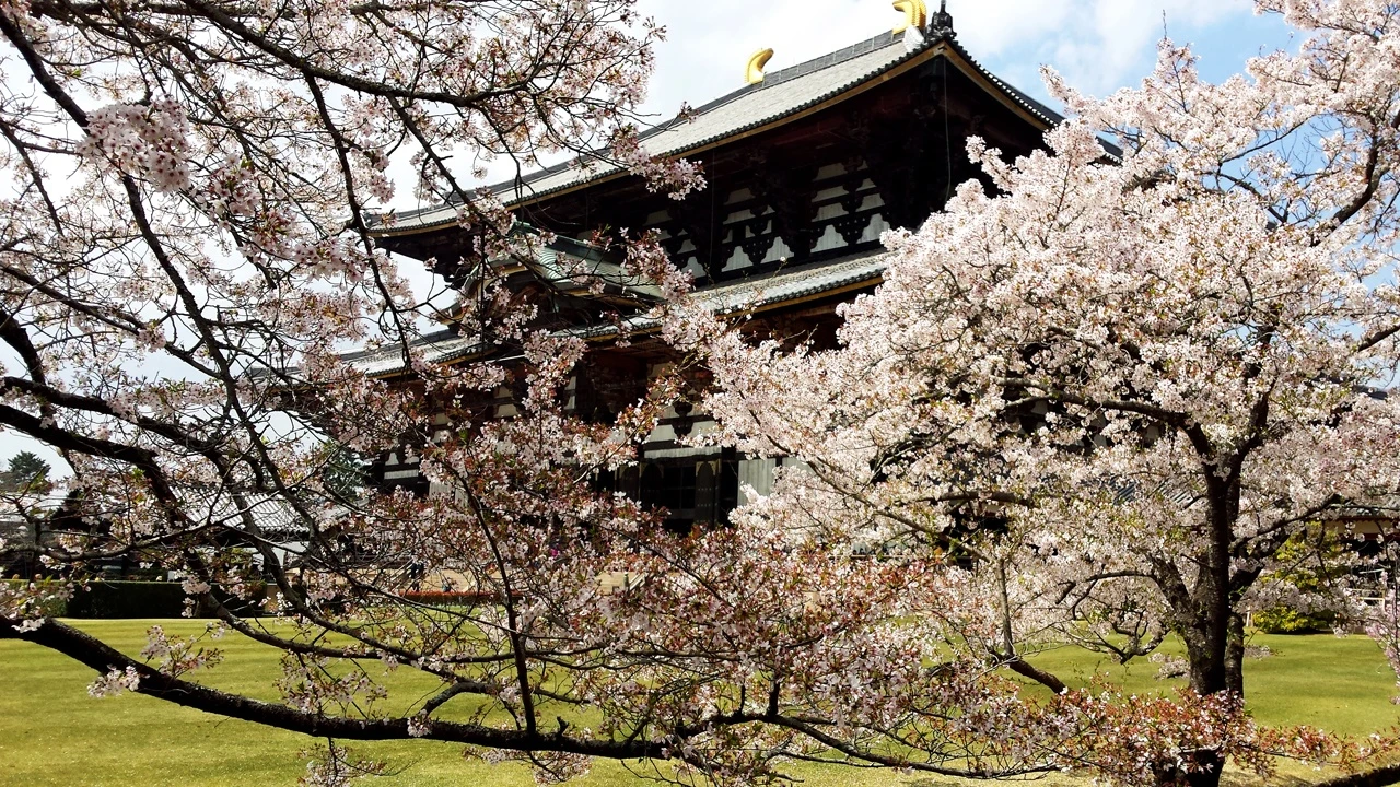 Spring in Japan - Nara castle surrounded by cherry blossoms.