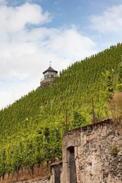 Mosel Wine - Grapes grow on the steep hillsides.