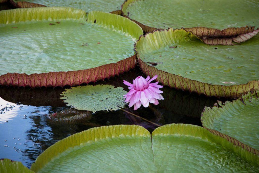 A giant water lily in the SSR Botanical Garden.
