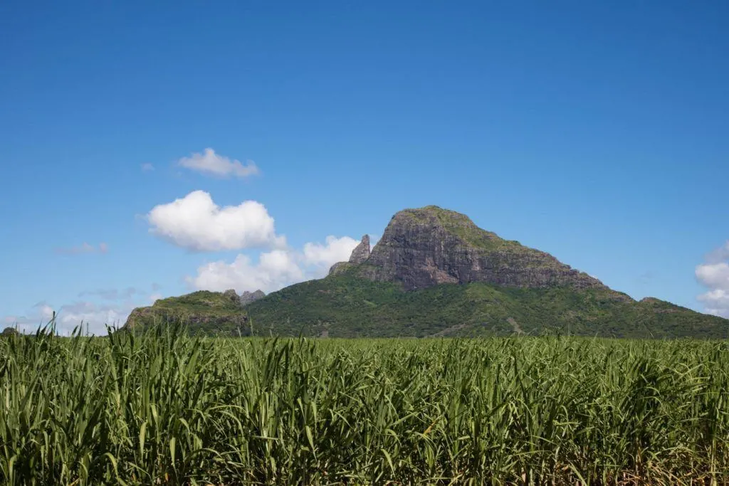 A mountain juts out of the sugar cane fields.