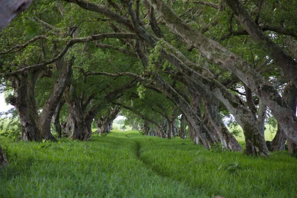 A tree tunnel not far from the airport.