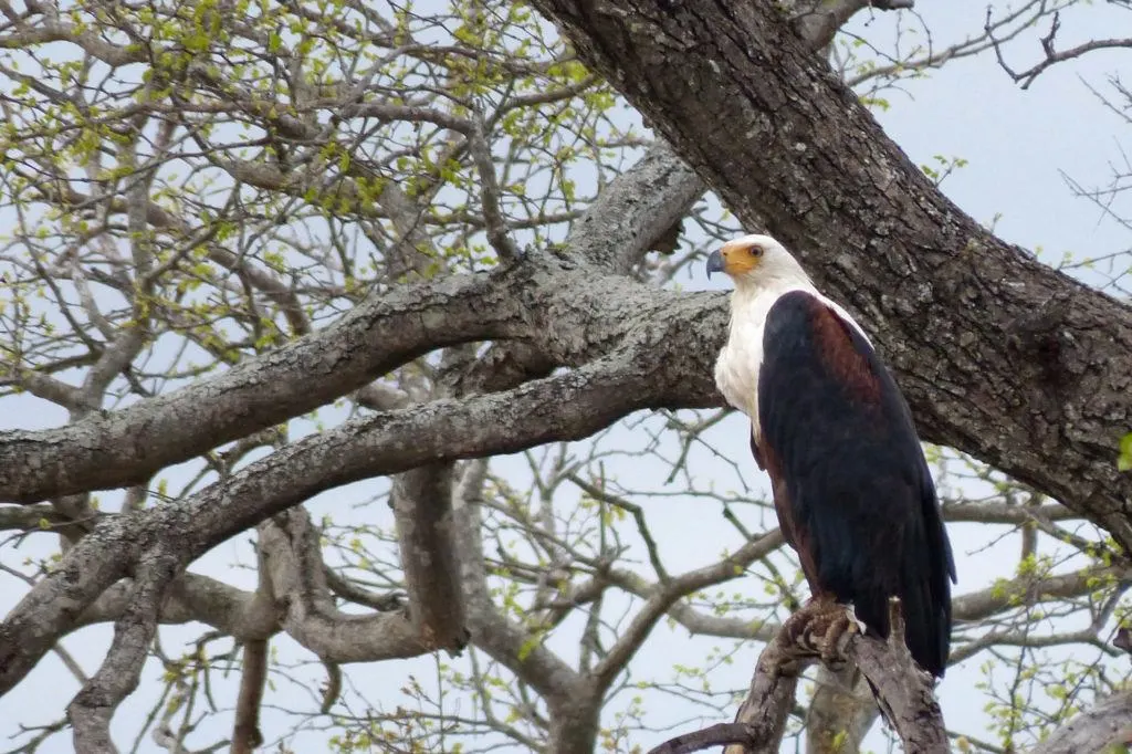 An African Fish Eagle perched high in a tree is really striking with its dark body feathers and white head and chest feathers.