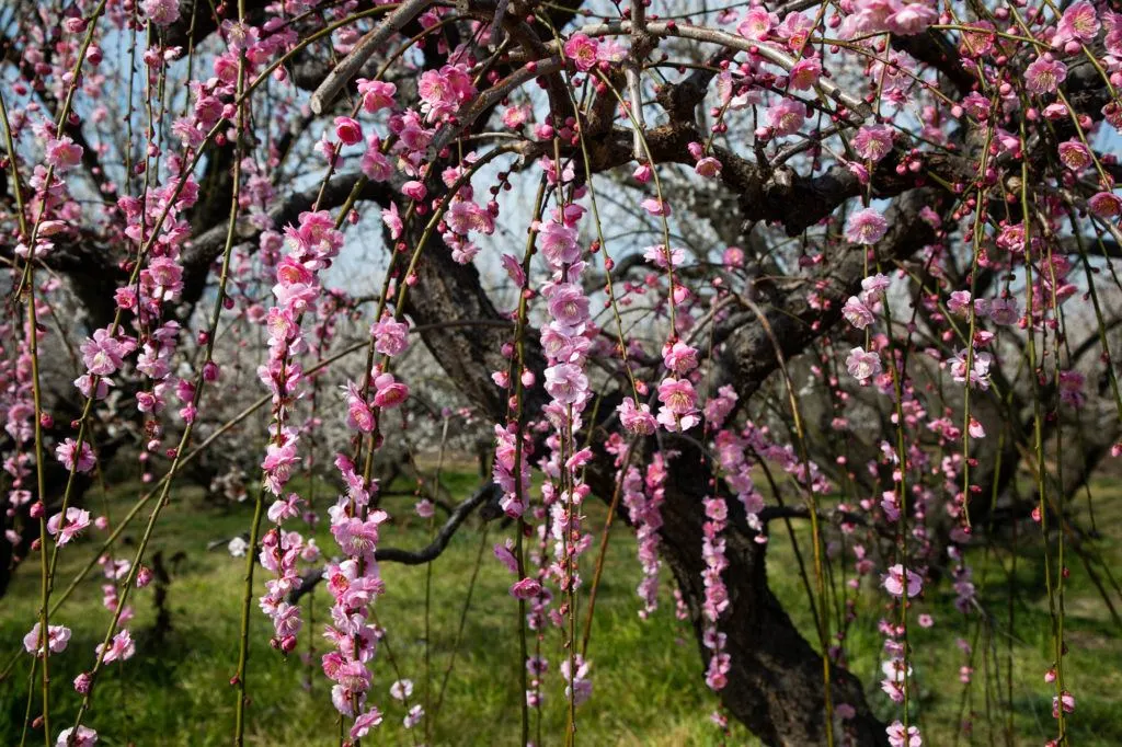 Plum blossoms hang down.