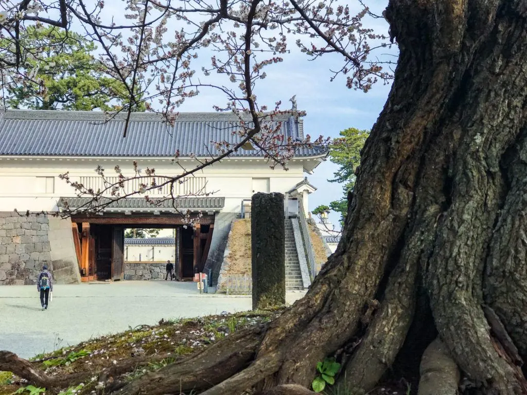 Entry gate into Odawara Castle with some fresh spring plum blossoms.