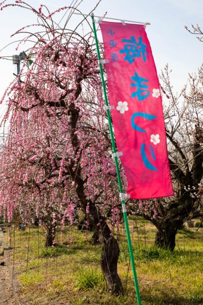 Plum tree and in front a banner announcing the Odawara plum festival.