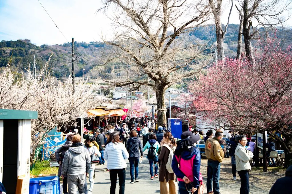 People, vendors, and plum blossoms.
