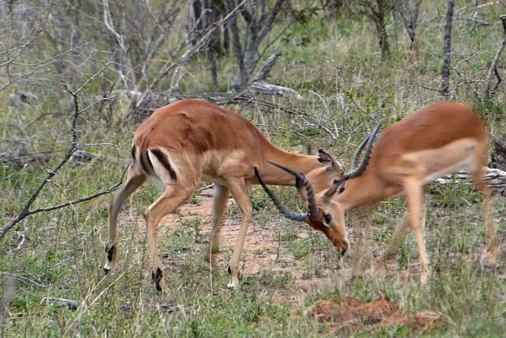 A pair of young impalas clash horns in a play-fight.