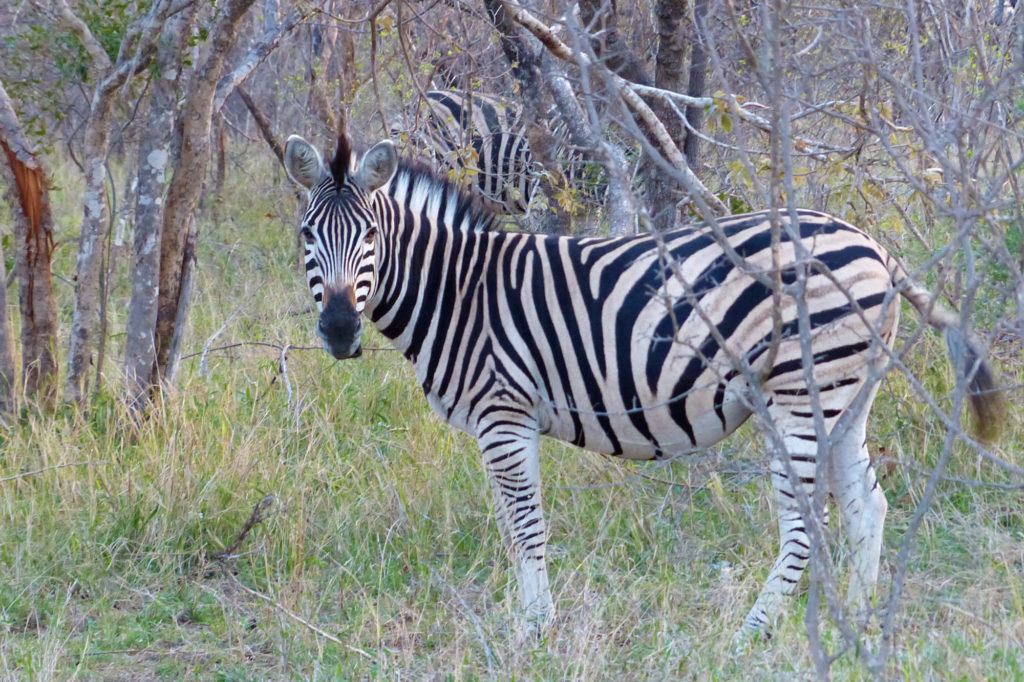 A zebra poses for a photo while wandering through a brushy area.