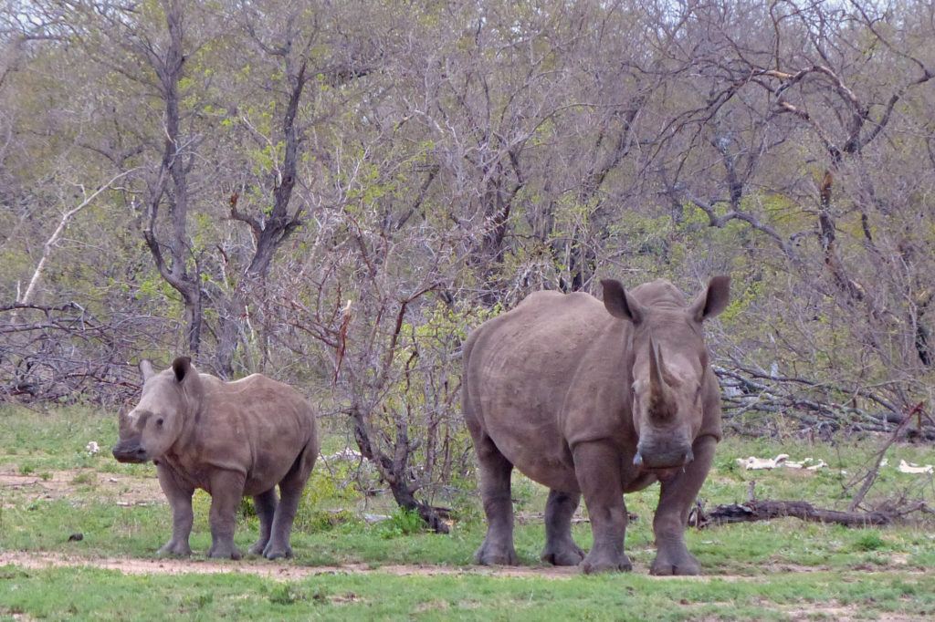 No safari in Africa would be complete without seeing rhinos like this adult and baby white rhino.