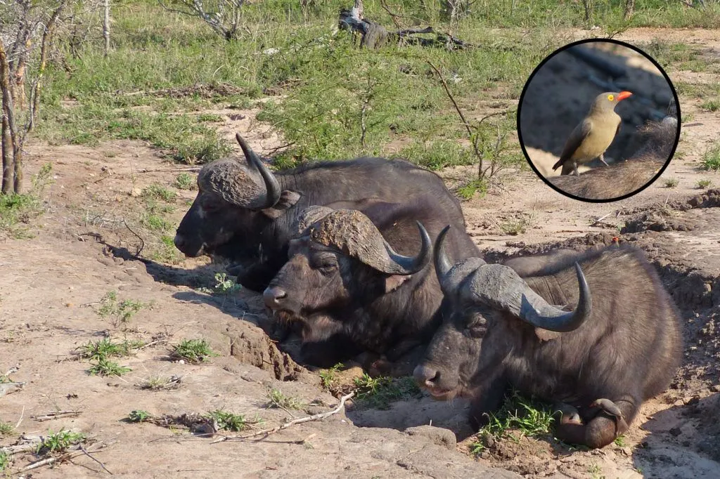 Cape Buffalo lying in the mud to keep cool while being groomed by birds appropriately called red-billed oxpeckers.