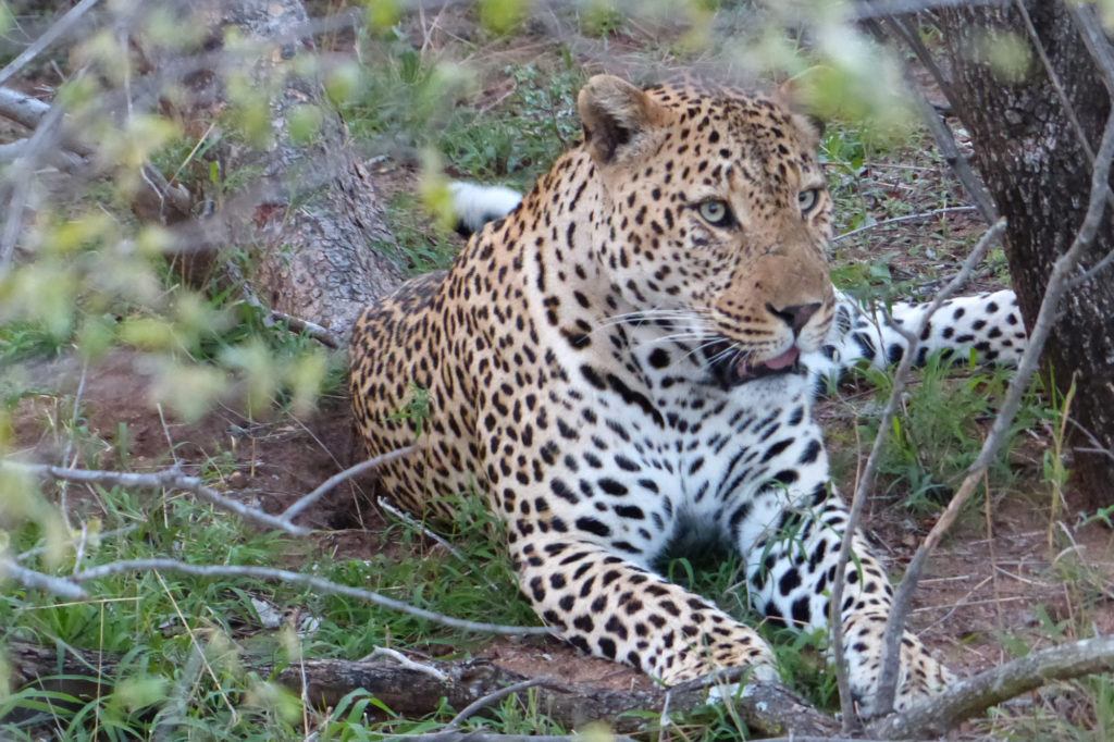 A gorgeous leopard calmly laying under a nearby tree licking its fur; of the big 5 in Africa, leopards are the favorite.