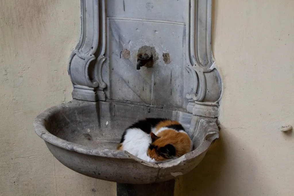 Cat in a fountain sleeping.