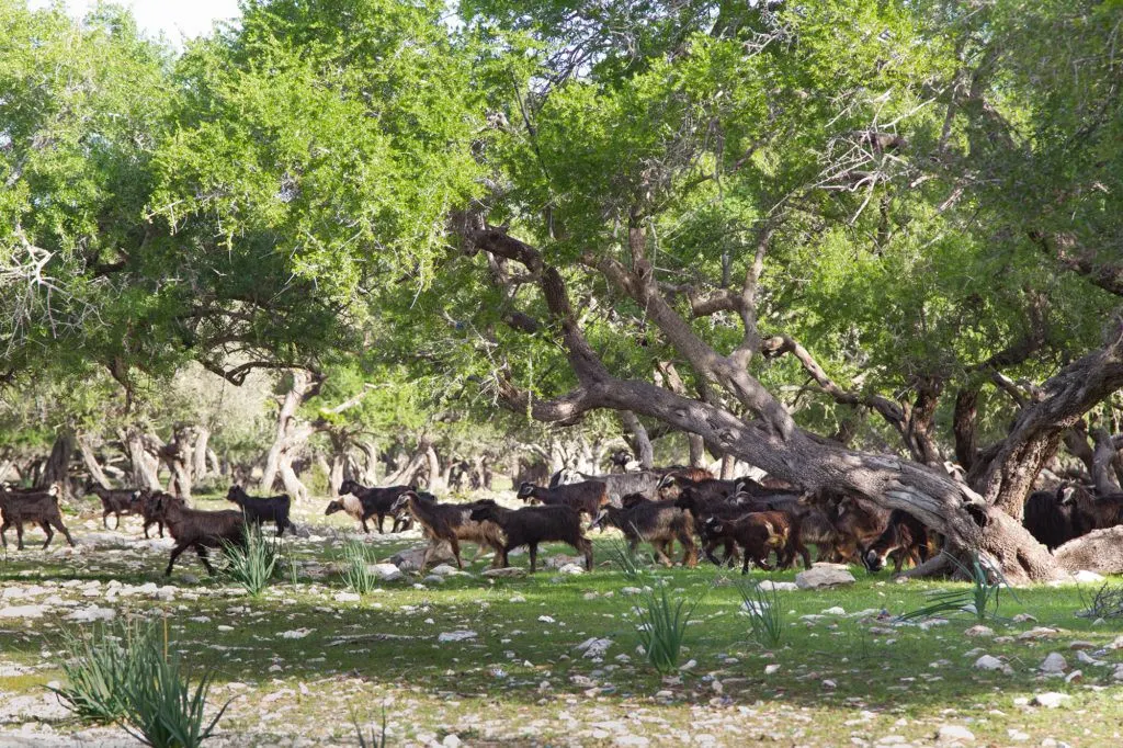 A heard of goats searching for Argan nuts, their favorite food.