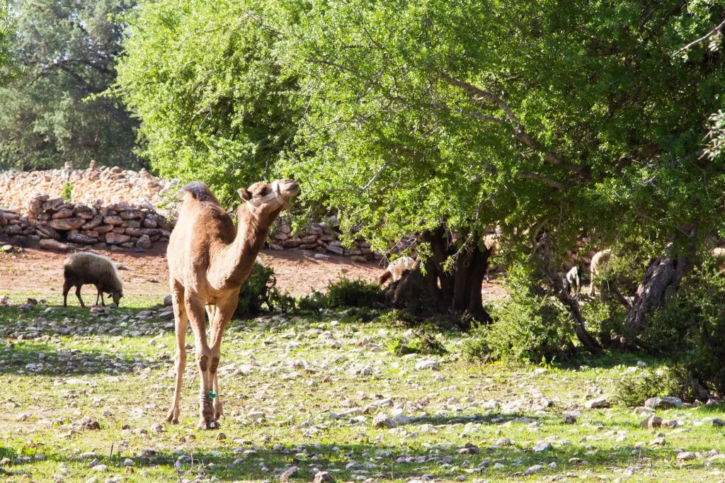 Sheep and a lone camel under the Argan trees near Essaouira.