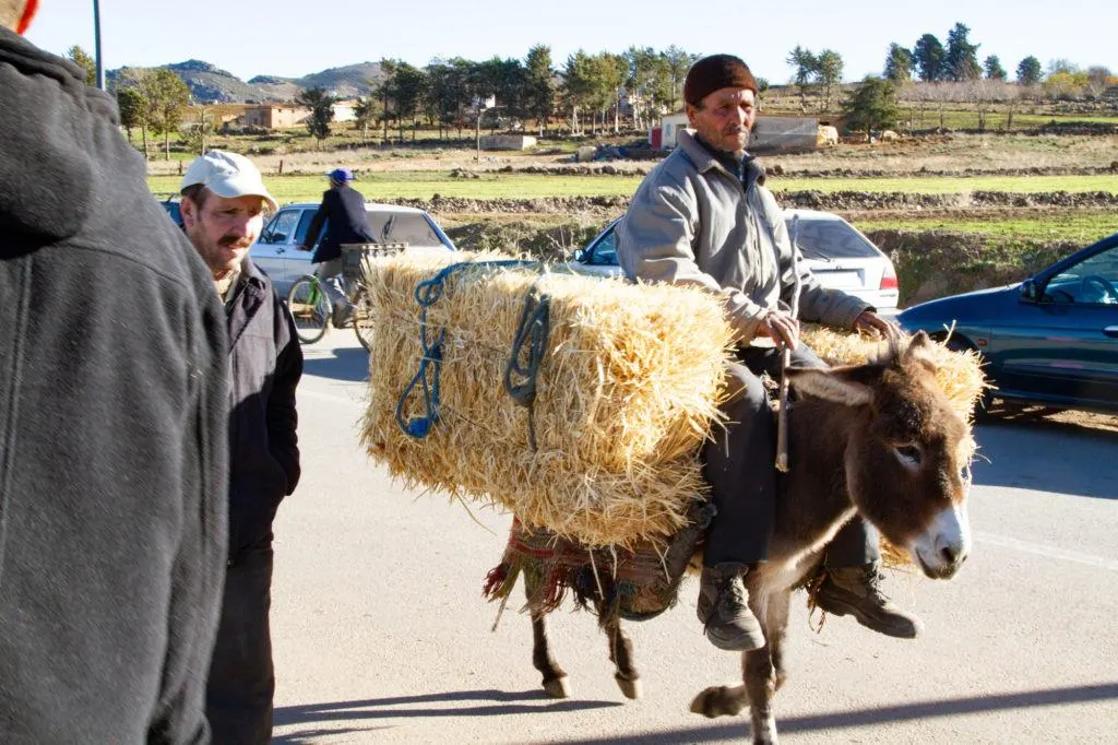 A donkey carries his master and two bales of hay to the Berber Market.