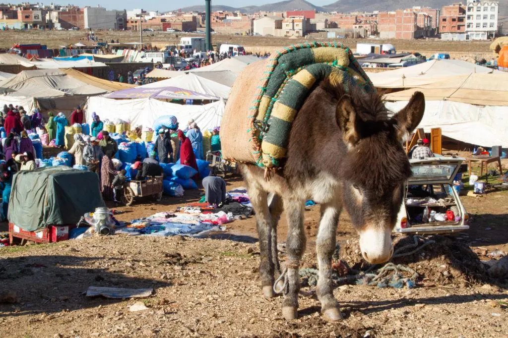 A donkey with a saddle waits for its owner at the Berber market in Azrou, Morocco.