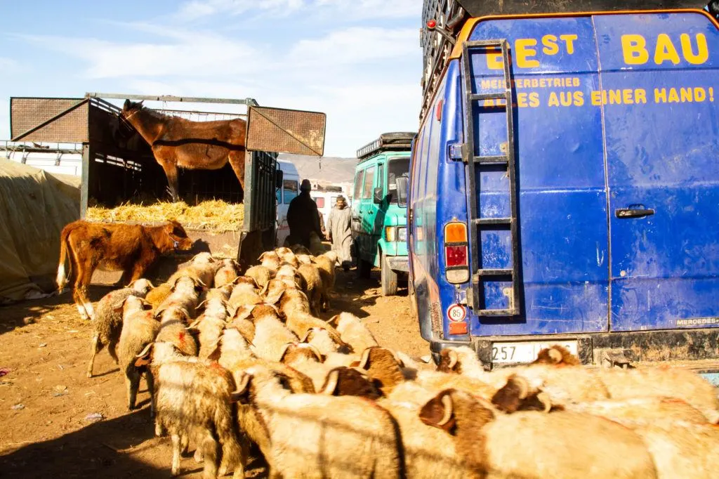 An entire herd of sheep arrive at the Berber market livestock area.