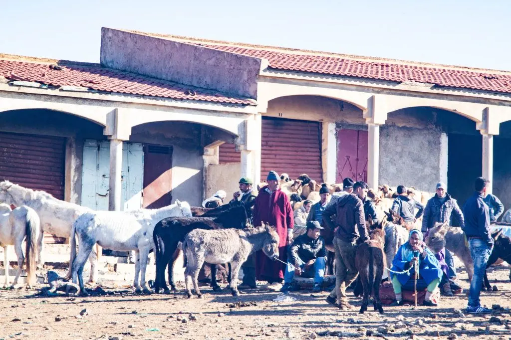 Men buying and selling donkeys and horses in the Berber market livestock area.