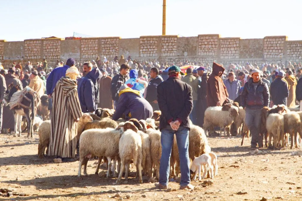 Livestock section of the Azrou Berber Market filled with sheep, lambs, and the people who buy and sell them.