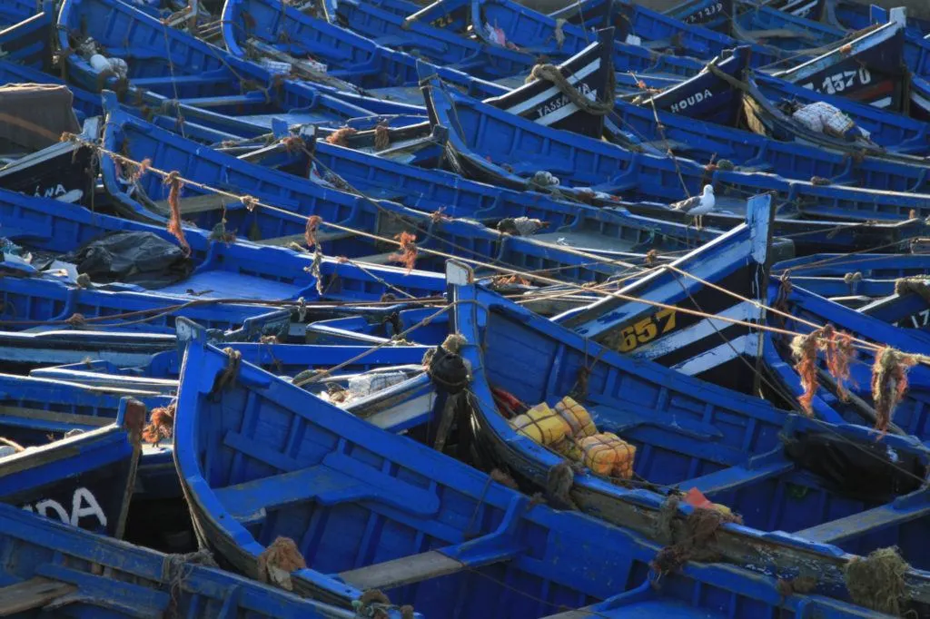 Blue fishing boats parked together and tied up for the night in Essaouira harbor.