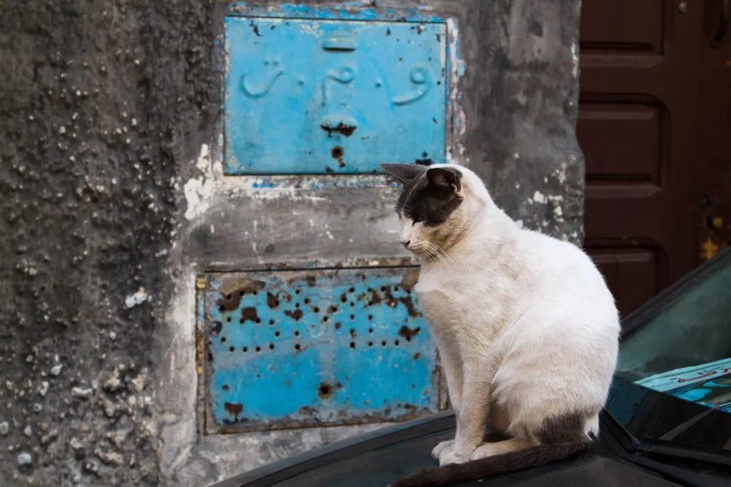 One of the many Chefchaouen cats found around the Old Town.