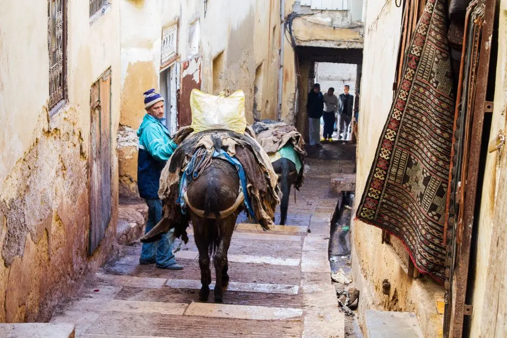A winding street of the Fez Medina is blocked by a delivery man and his donkeys.