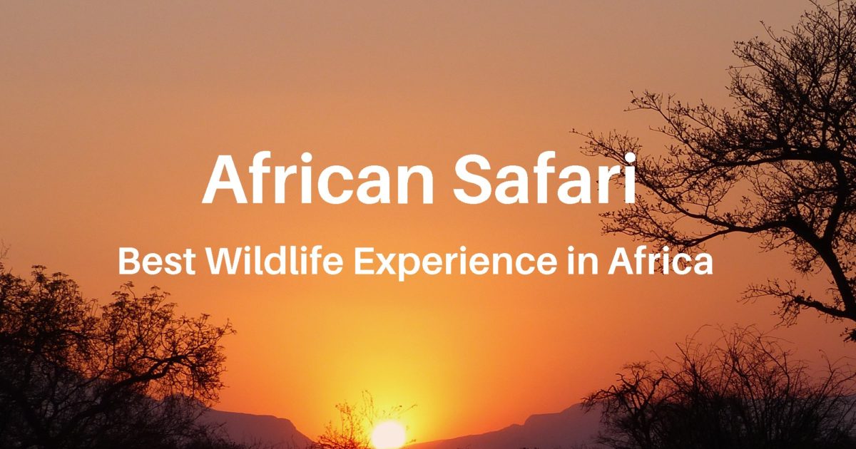 African Wildlife Safari Big Five in Africa | Reflections Enroute