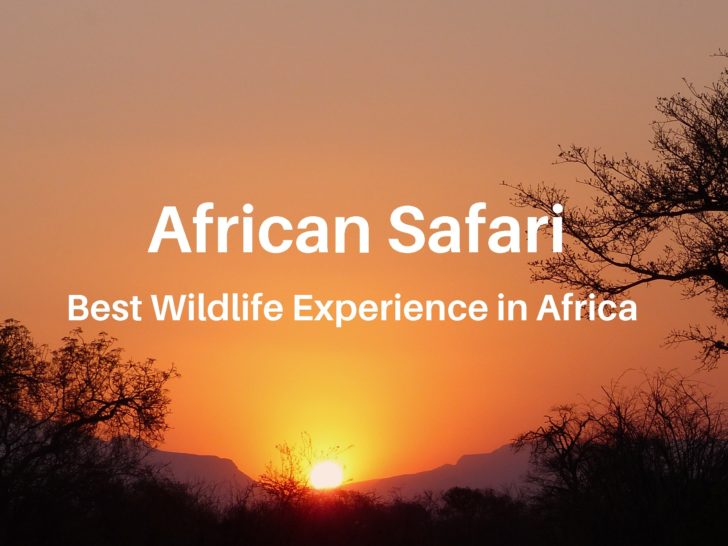Another great South African safari game drive ends with a sunset in Thornybush Game Reserve in South Africa.
