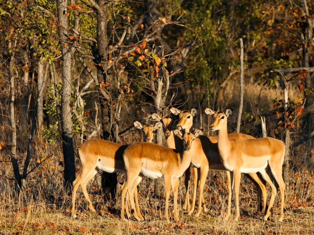 Five impala antelope framed in the evening light in Mosi-oa-Tunya National Park.