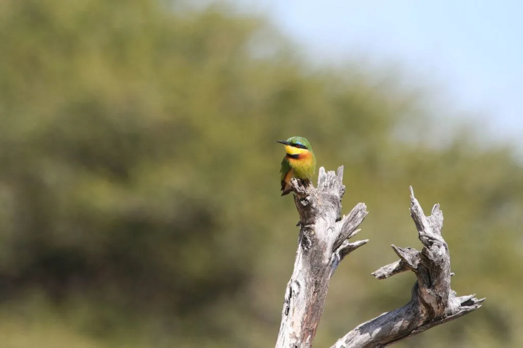 A blue-breasted bee-eater perched on a dead tree limb is oddly named because it’s mostly green and yellow.