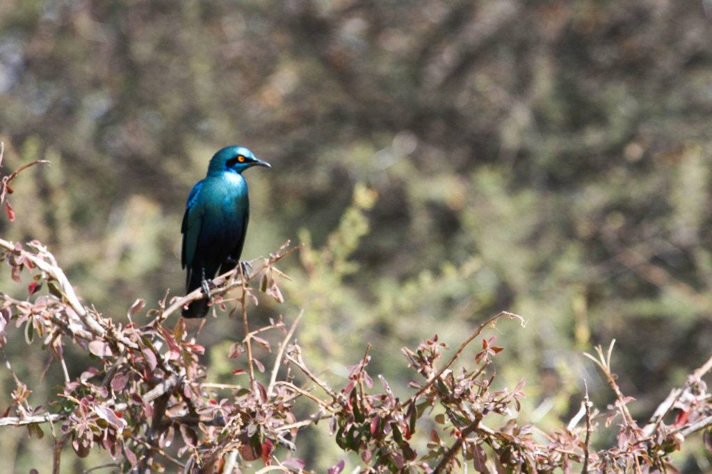 Blue-Eared-Starling, Namibia.