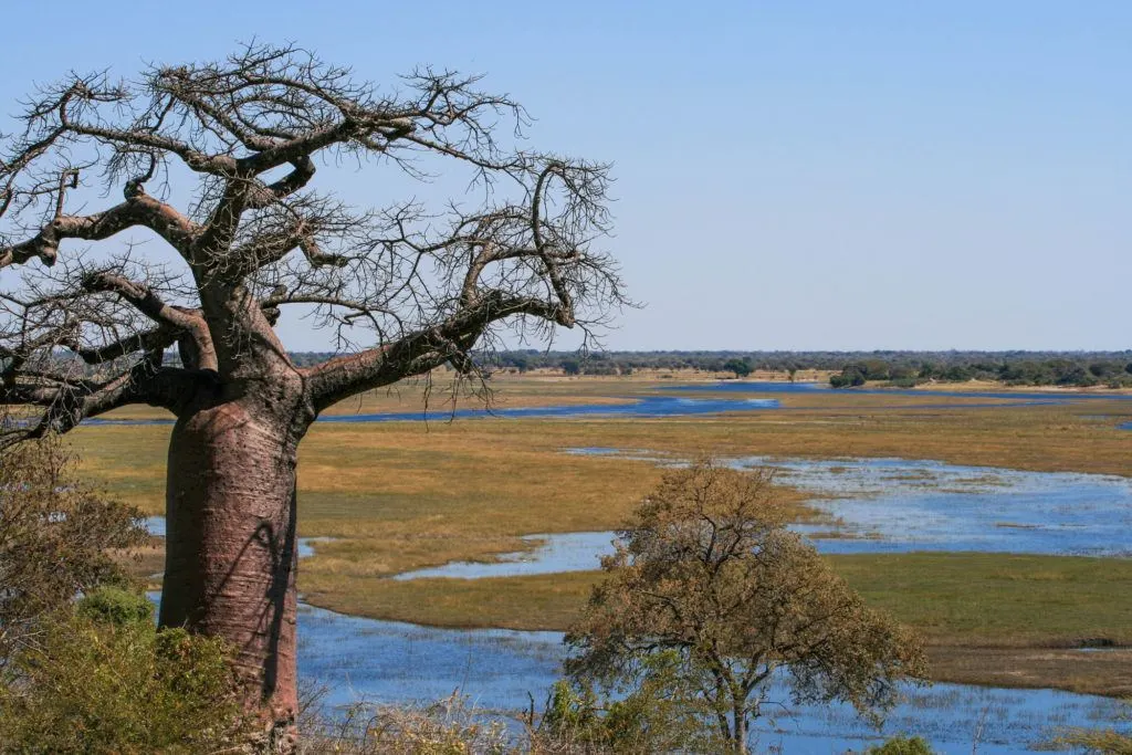 Huge baobab tree and view of the wide, meandering Chobe River at the border crossing between Botswana and Namibia.