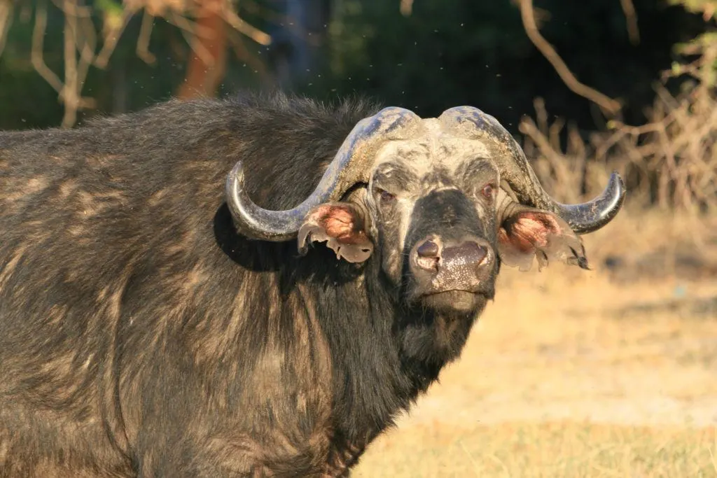 Cape buffalo with lots of flies buzzing around its head.