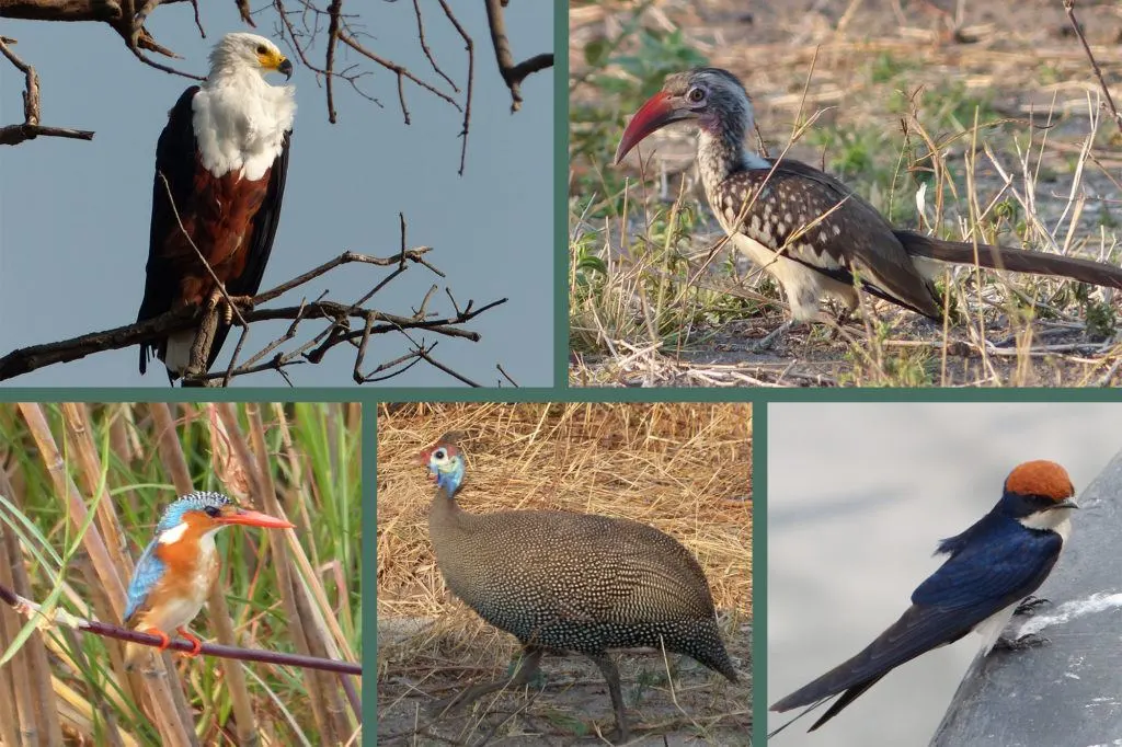 Photo collage of birds seen on a Chobe game drive, including a hornbill, African fish eagle, and malachite kingfisher.