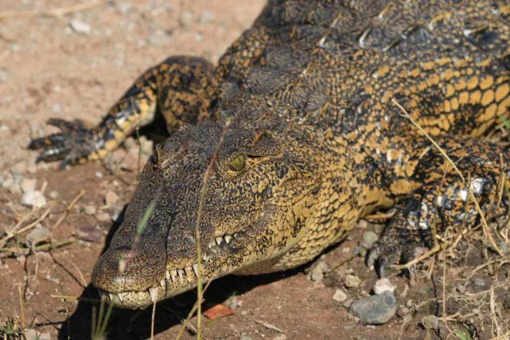Right on the edge of the Chobe River, a menacing crocodile.