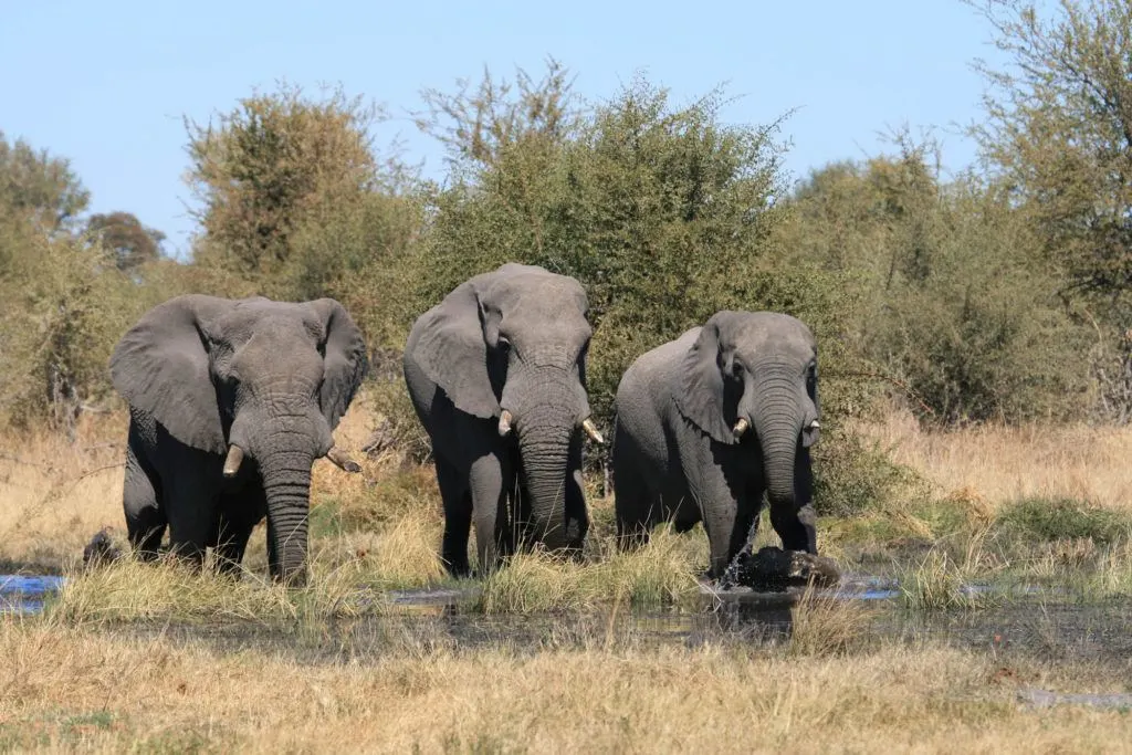 A trio of elephants drinking water in the Moremi Game Reserve.