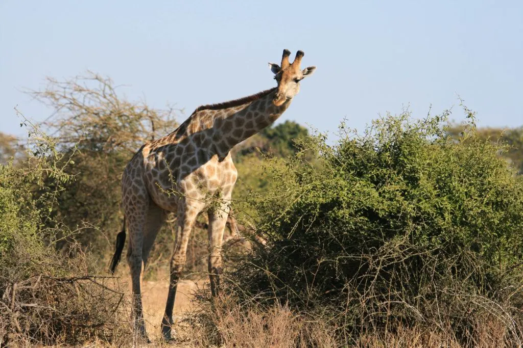 Giraffes were plentiful in Chobe National Park.
