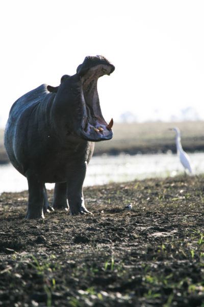 Hippo with mouth open to show he's boss.