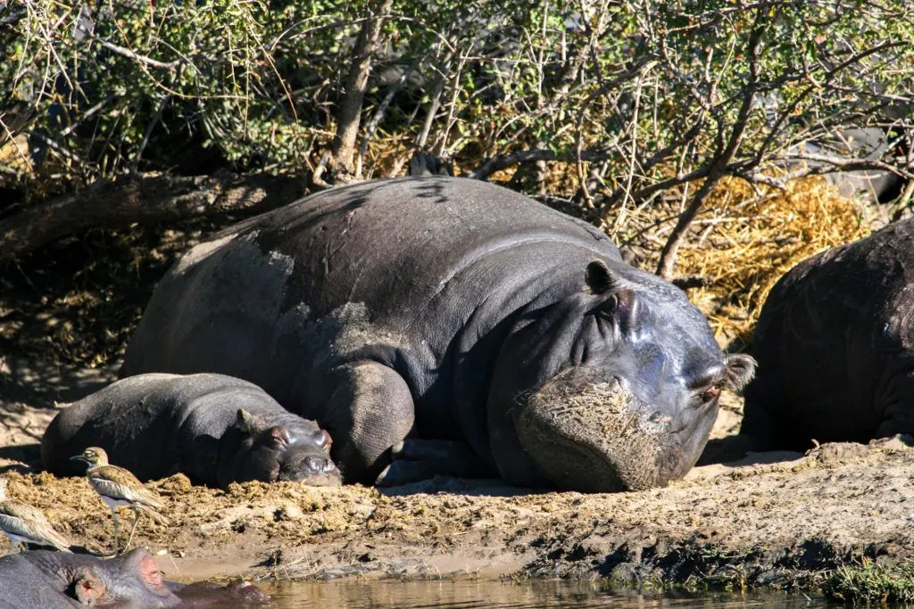 During our safari drive in Botswana, we encountered this sweet scene of an adult and baby hippo sleeping on the sand.