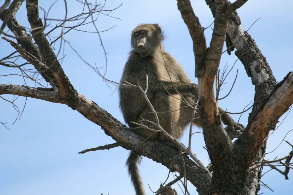 Chacma baboon sitting in a tree in Namibia keeping a lookout for predators.
