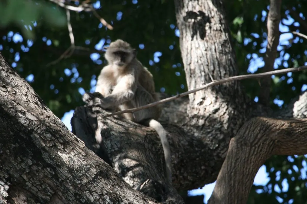 A Macaque Monkey sitting in a tree.