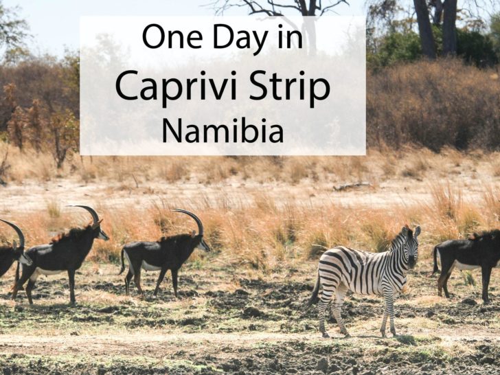 Group of four sable antelope and a zebra in the Zambezi Region, Namibia.