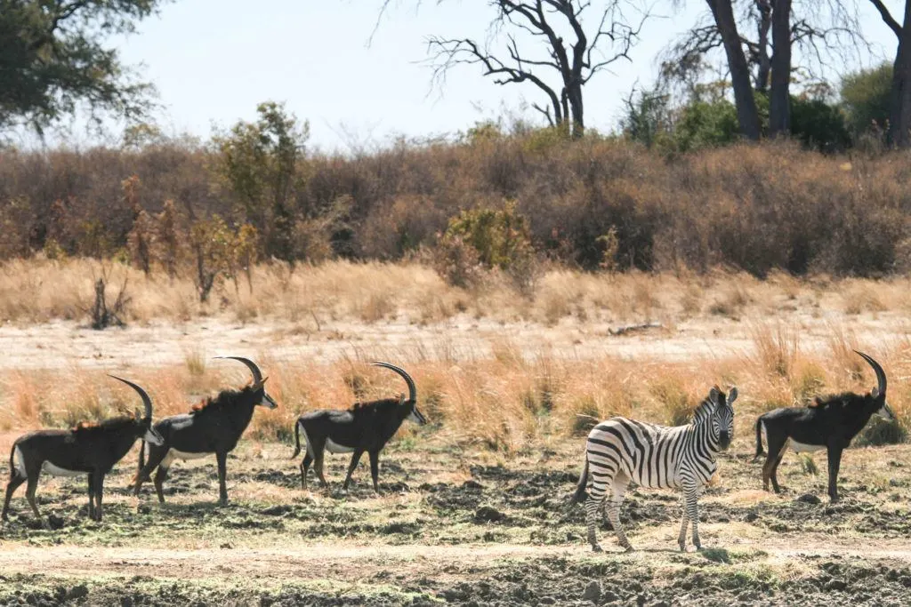 Encountered this group of four sable antelope and one zebra during our one day on the Caprivi Strip Namibia.