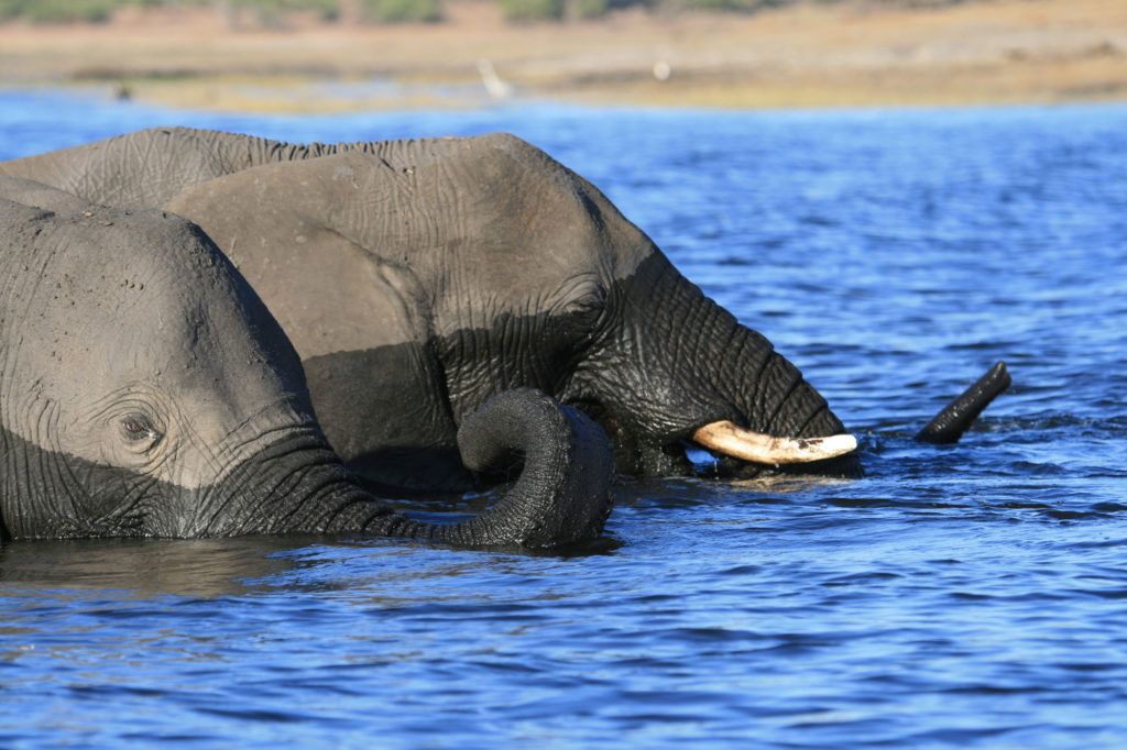Very up-close photo of just the heads of two elephants in the Chobe River.