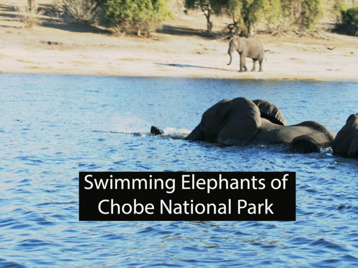 Swimming Elephants of Chobe National Park Botswana