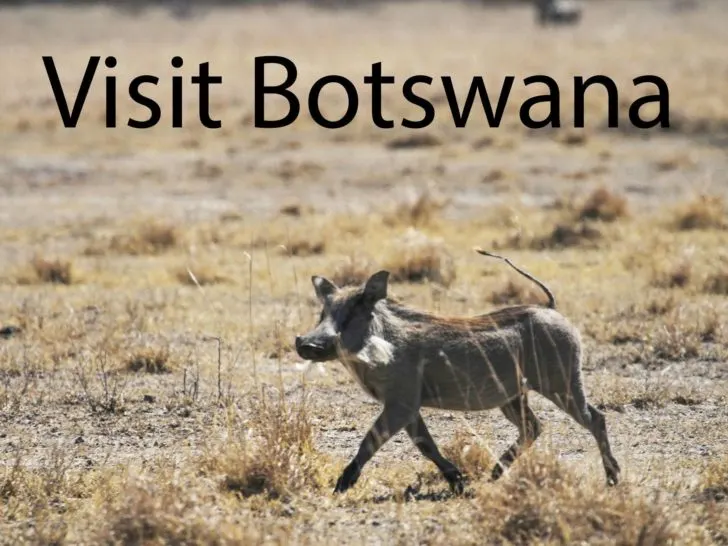 Warthog piglet in Botswana.